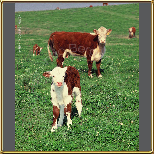 Hereford calf and cow dehind