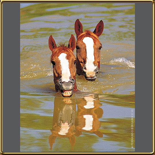 Cavalos nadando açude