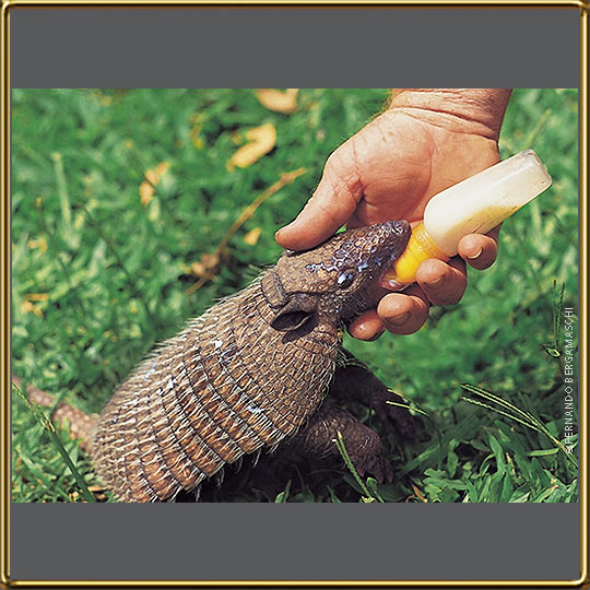 Armadillo nestling feeding on man hand