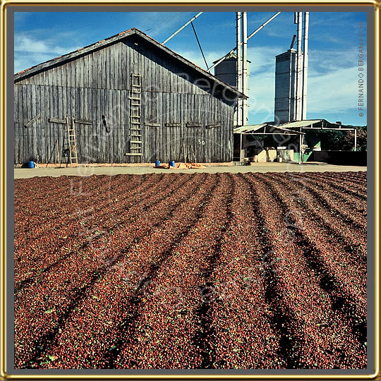 coffe drying on plantation