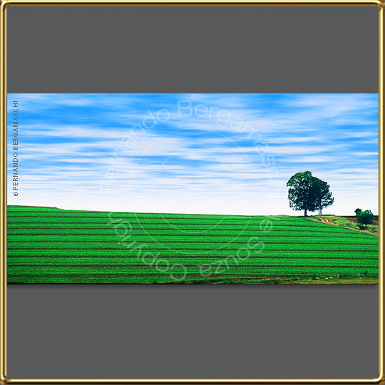 Soy plantation in Passo Fundo,Brazil